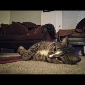 Meet your Posher, Zain